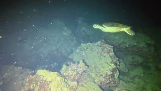 Scuba Squad Night Op