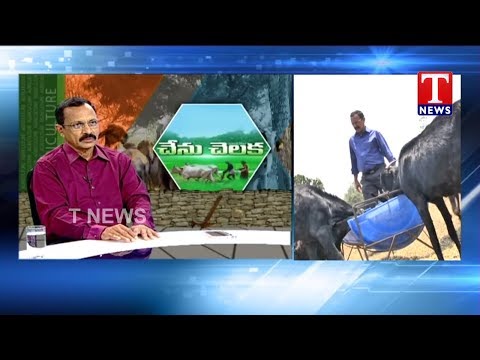 Dr G Hanumantha reddy about Animal Farming | Chenu Chelaka | TNews Telugu
