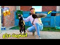 اشتريت زراع لتعليم كلبتي الشراسه سفرت القاهر لموزه ولكن