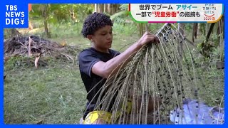 【世界的ブーム「アサイー」】日本でも人気も需要急増も収穫の現場で“児童労働”の指摘【地球を笑顔にするWEEK】｜TBS NEWS DIG
