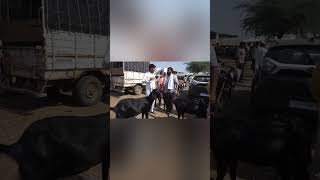 सांगोला शेळी-मेंढी बाजार | शेळ्यांचे आणि बोकडांचे आजचे बाजारभाव | Sangola Goat मार्केट रविवारी