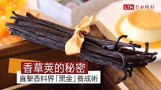 香草莢的秘密！直擊香料界「黑金」養成術