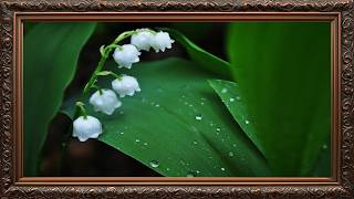 Moody Floral Frame Art  Lily of the Valley with Water Drops 4K screenshot 5