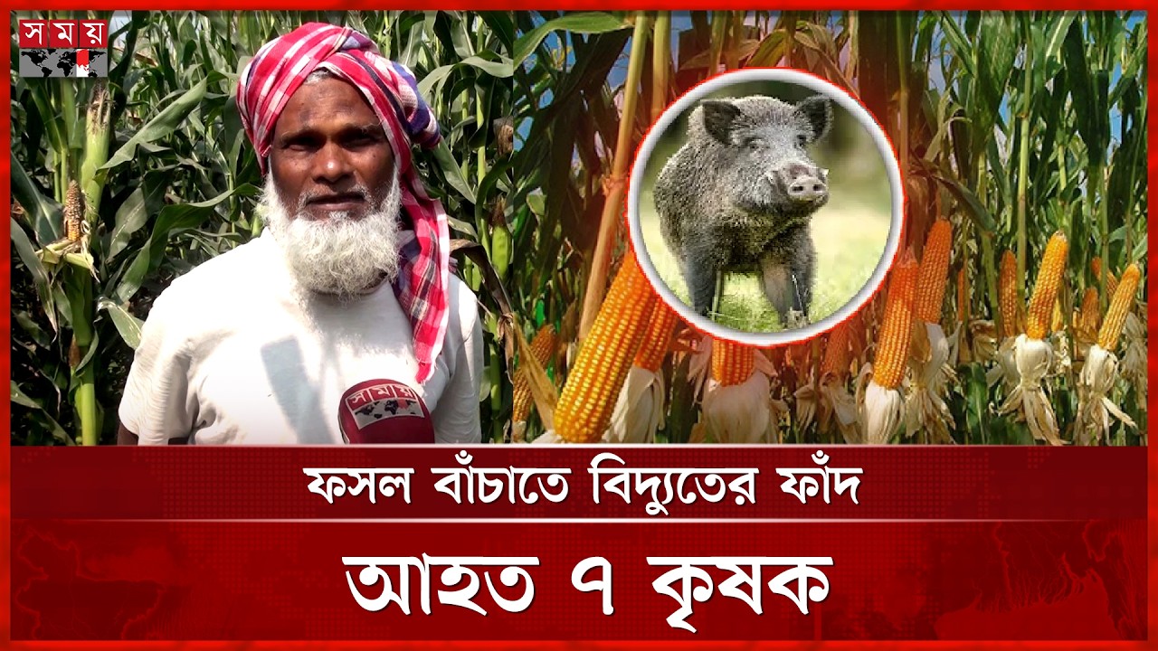 ফসলের জমিতে রাতভর ভারতীয় বুনো শূকরের তাণ্ডব | Chapainawabganj | Indian wild boar | Somoy TV