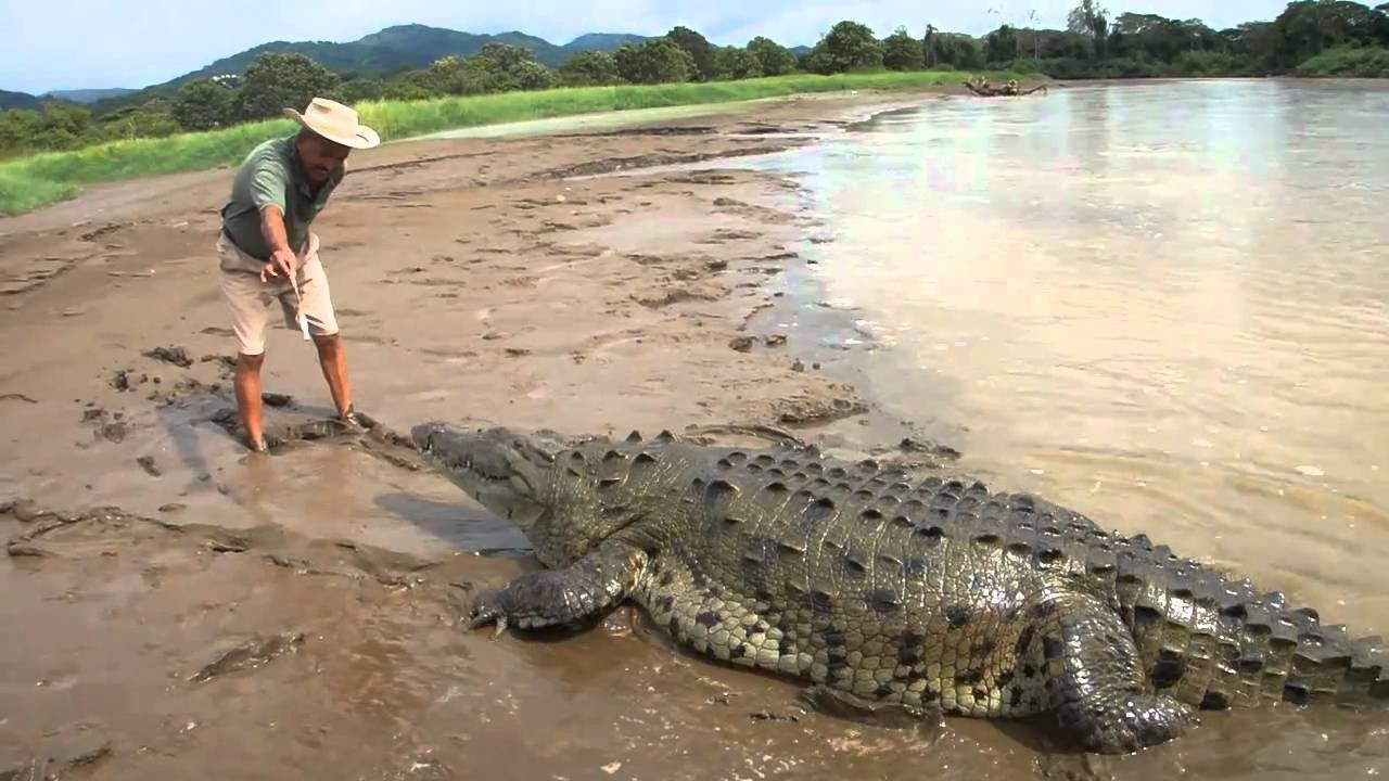Crocodile Attack Human YouTube