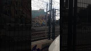 Kafesteki Kaplan-Tiger In The Cage