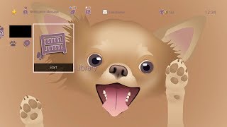 PS4 Dynamic Theme - Chihuahua