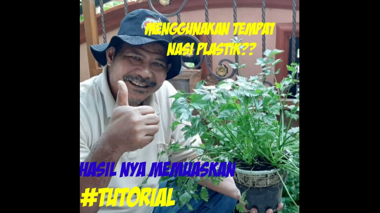 CARA MENANAM SELEDRI ATAU DAUN SOP DENGAN SISTEM KAPILER!!