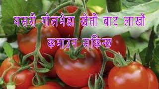 goldheda kheti in nepal tomato farming in nepal