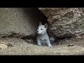 Puppies Secretly Hidden Inside The Rock Are Attacked By Mysterious Creature | Kritter Klub