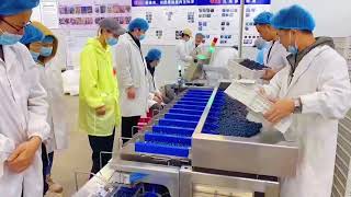 The blueberry sorting and packaging machine is independently developed from a Chinese factory