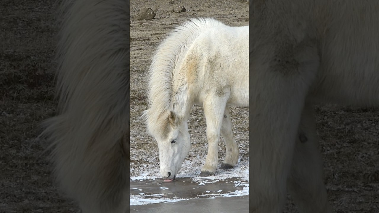 Дикие Исландские Лошади!