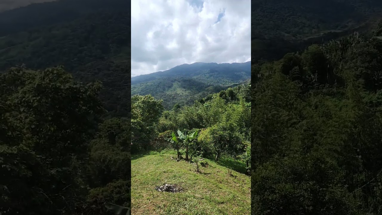 Life at the finca In colombia