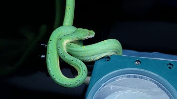 Blueline Green Tree Python
