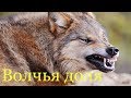 🐺 New_ Волчья доля  - Александр Павлов слова Юлия Елисеева 🐺