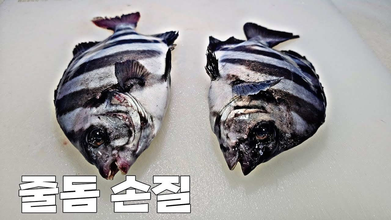 줄돔회/ 줄돔손질부터 회뜨기 #줄돔손집법 #줄돔손질 - YouTube