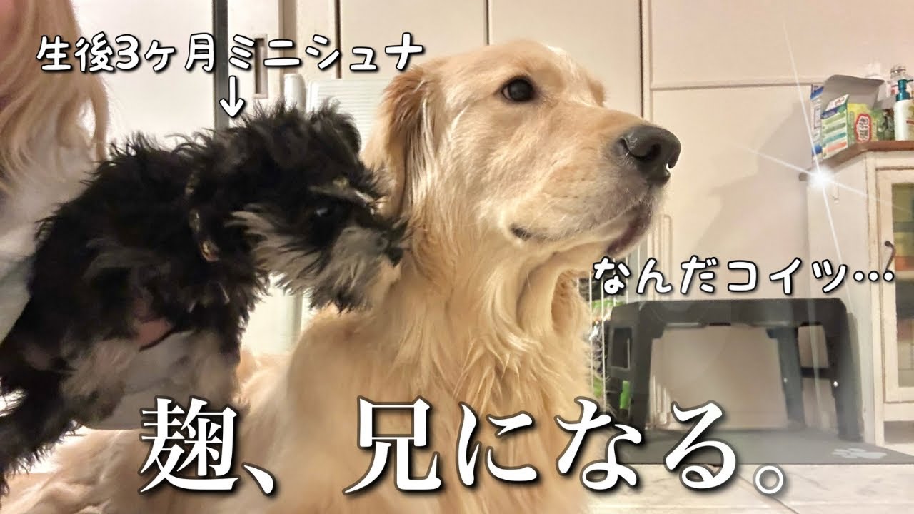 弟が来た日】1日多頭飼い体験ではしゃぎ過ぎた麹に事件が起きました