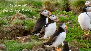 Return of the Lundy Puffin; how community conservation has led to the return of the Puffins to Lundy