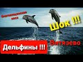 #Витязево,#Анапа Море Шок!! Дельфины на Пляже утром на благовещенской косе