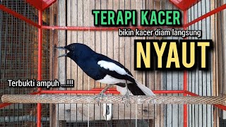 kacer gacor NGEPLONG TARUNG ini paling AMPUH buat PANCINGAN KACER agar EMOSI