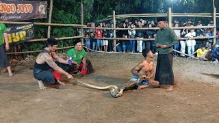 TURONGGO SINGO JOYO‼️Solah Tari Kucingan & Kalapan live Sumber Songo Jenggolo - Kepanjen