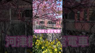 4Kshorts 三浦海岸桜まつり 都営電車と河津桜Miura Kaigan Cherry Blossoms Festival Cherry Blossom And Keikyu-Trains
