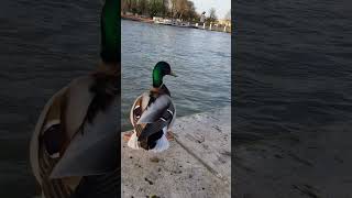 duck in Paris.
