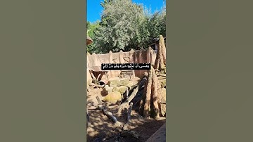 قرآن كريم (سورة البقرة الآية 216 )