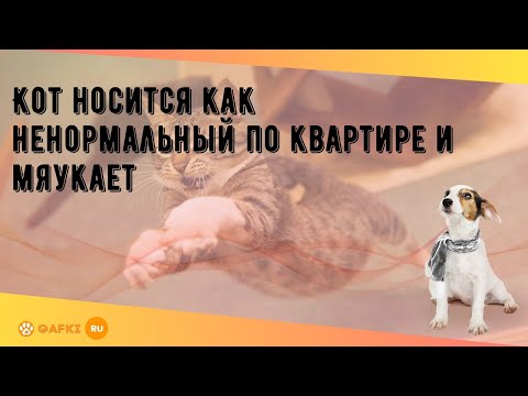 Кот носится как ненормальный по квартире и мяукает