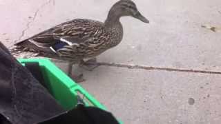 Duck attacks camera! Funny!
