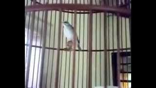 Kicau Burung Blacken Sangat cocok Buat Masteran