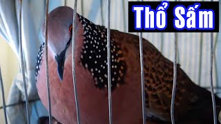 Cu gáy GIỌNG THỔ ĐẶC ( THỔ SẤM , THỔ RỀN) / Chim mới nổi gáy gọi kích bổi đồng thổ dễ gáy