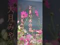 ♪︎とまり木の花,, 大月みやこ
