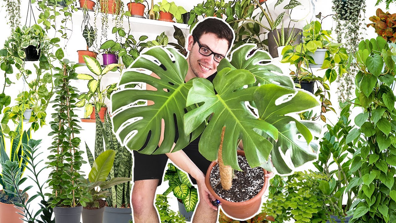 TOUR PLANTAS de INTERIOR - Azaregram 2022