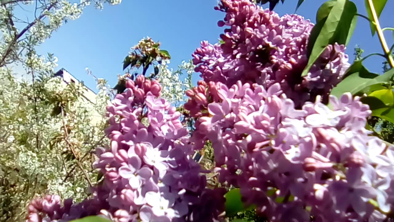 Spring with blooming flowers in Armenia!♡♡♡