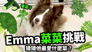 狗與鹿｜Emma菜菜挑戰｜12種綠色蔬菜，猜猜他不吃哪一個？ by mydeerdog狗與鹿 51,137 views 1 year ago 9 minutes, 47 seconds