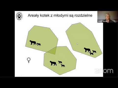 Wideo: Stal sprężynowa: opis, charakterystyka, marka i recenzje