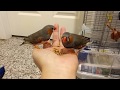 Feeding and petting with one hand
