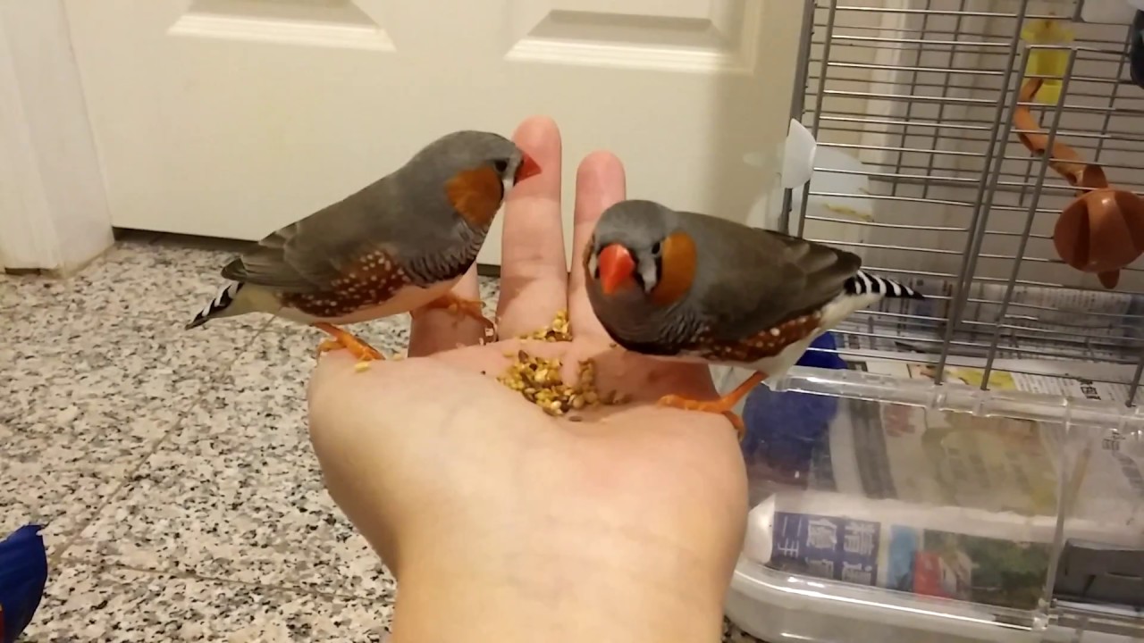 Feeding and petting with one hand - YouTube