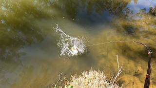 Watch a Murray Cod take a lure in crystal clear water, off the top!