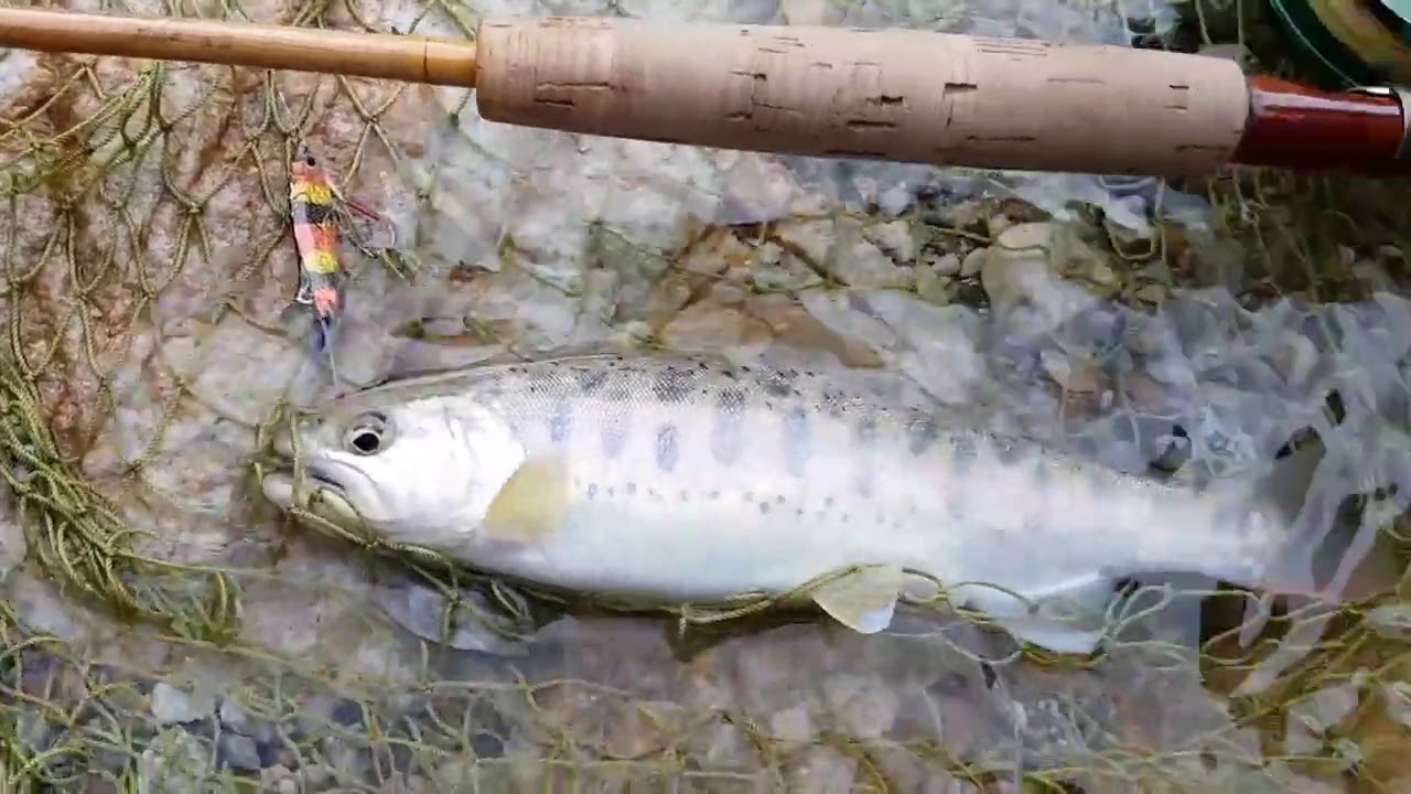 streamer fishing for cherry salmon YouTube