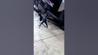Kucing mabok berat
