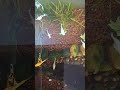 beautiful little fish #fish #fishinglife #fishing #fishvideo #koi