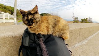 サビ猫「リュックから降りて欲しければ、ひざの上に乗せてくれニャン！」