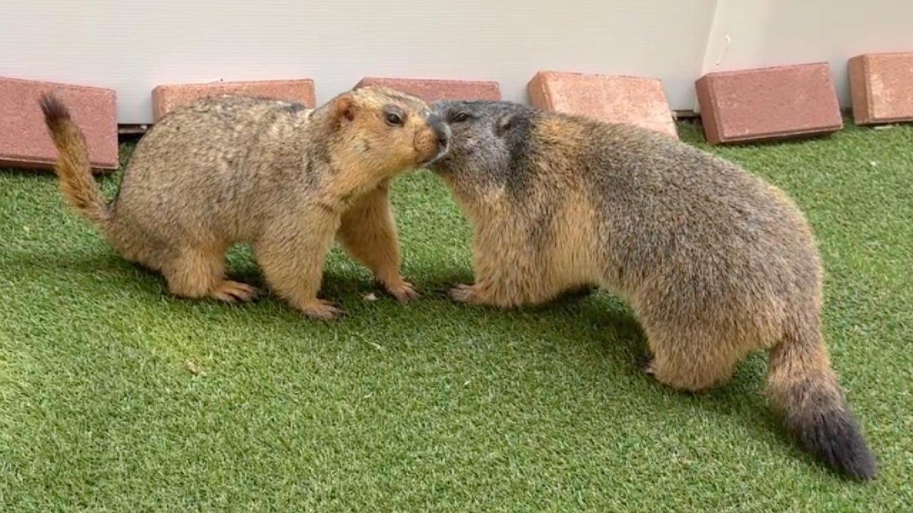 Marmot family's garden debut - YouTube