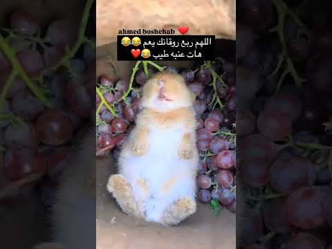 إسمع أحمد بوشهاب حصري ع إنستجرام فيسبوك 2025