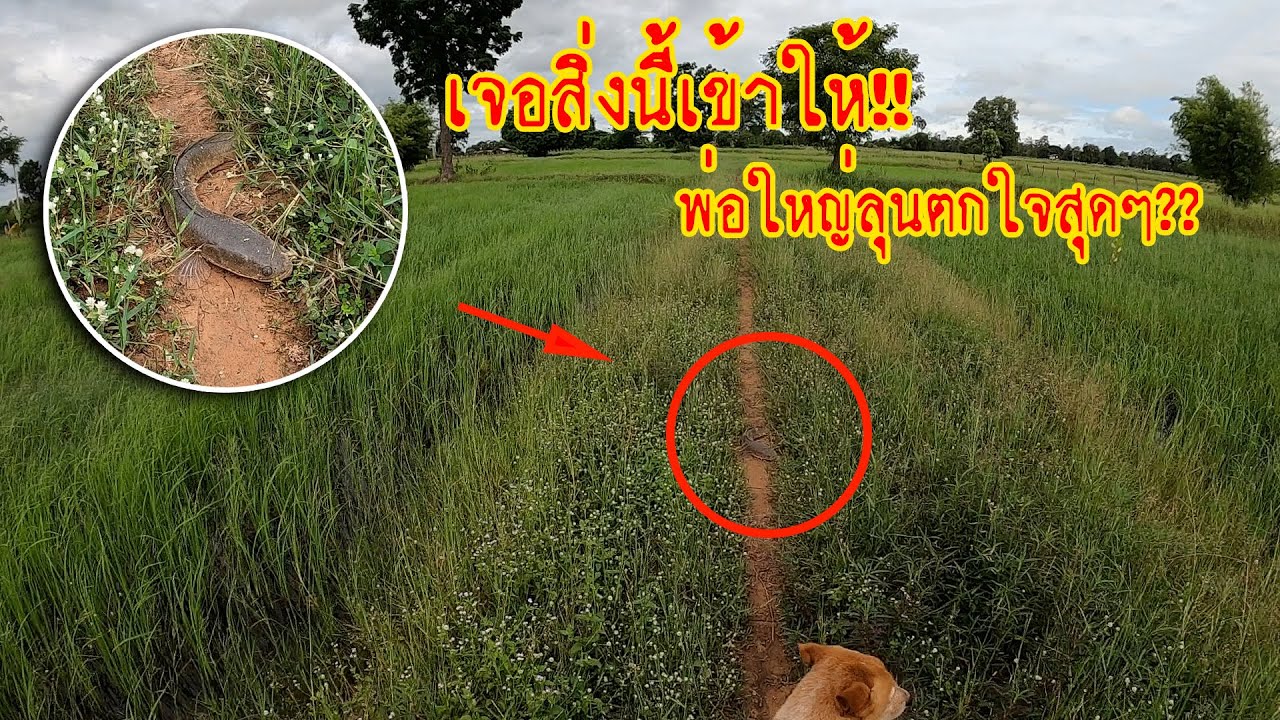 เดินสำรวจทุ่งนาอยู่ดีๆ เจอสิ่งนี้เข้าให้!! พ่อใหญ่ลุนตกใจสุดๆ??