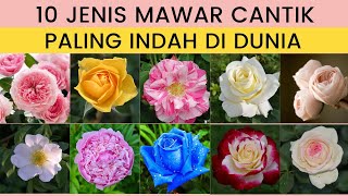 10 Jenis Bunga Mawar Terindah Di Dunia Untuk Percantik Halaman Rumah Tanaman Hias Varian Terbaru
