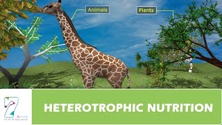 HETEROTROPHIC NUTRITION