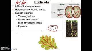 Angiosperm Lectue Part 3 Angiosperm Phylogenetic Group Classification Part Iii